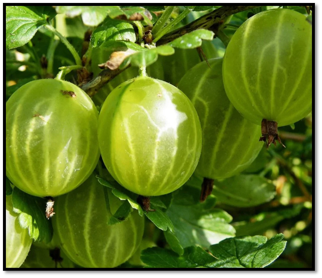 gooseberry 