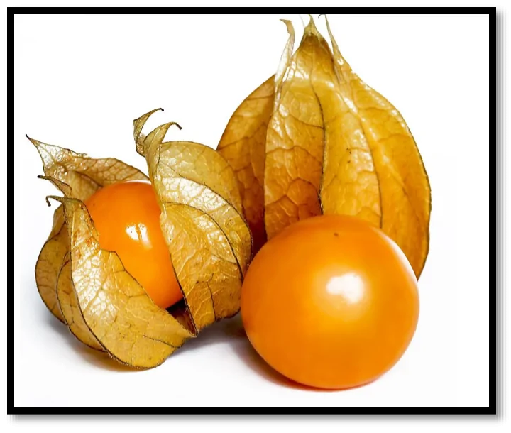 Cape gooseberry