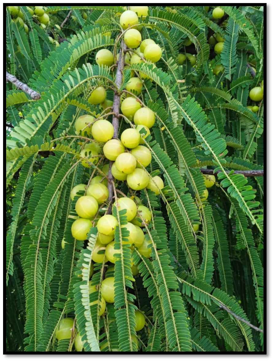 Indian gooseberry