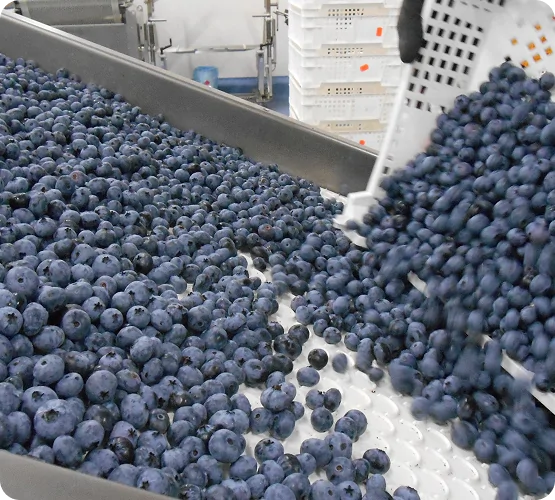 Expert packing Expert packing