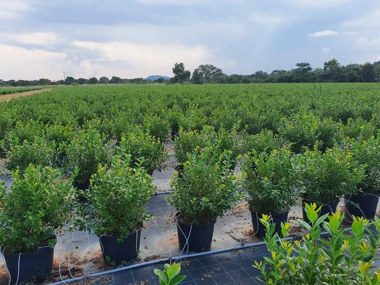 2015 New Farm Project (South Africa)