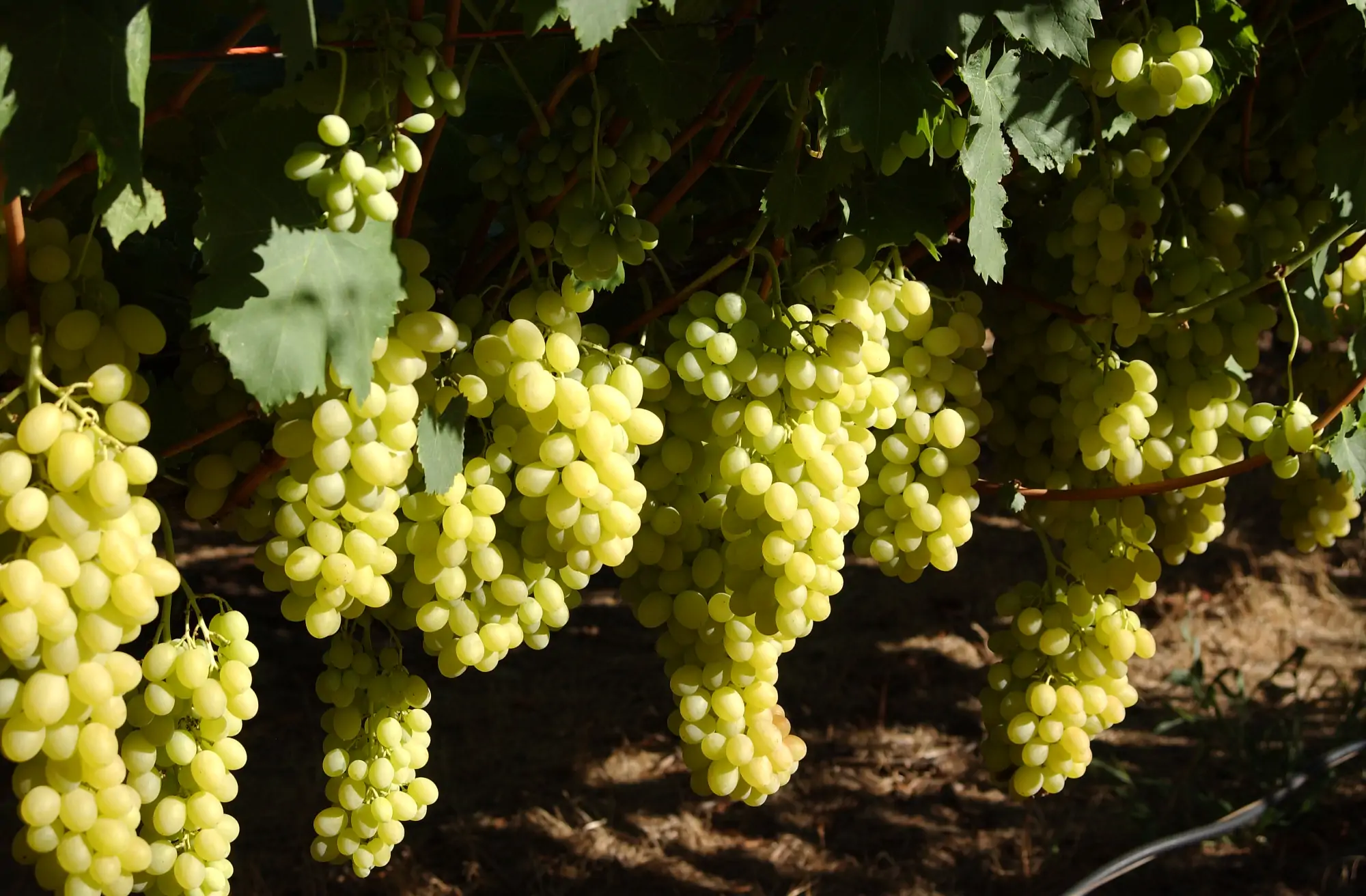 2024-Grapes-South-Africa