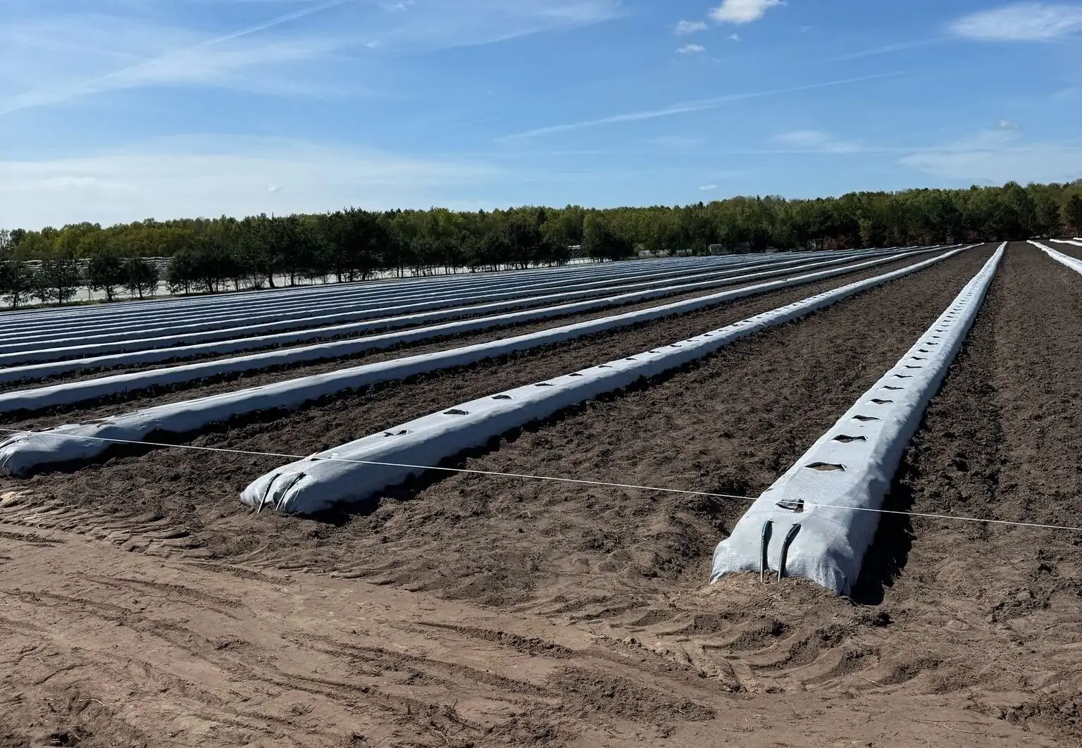 2025 New Plantings (Poland)