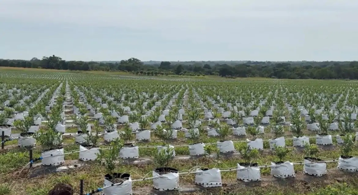 2026 New Plantings (South Africa)