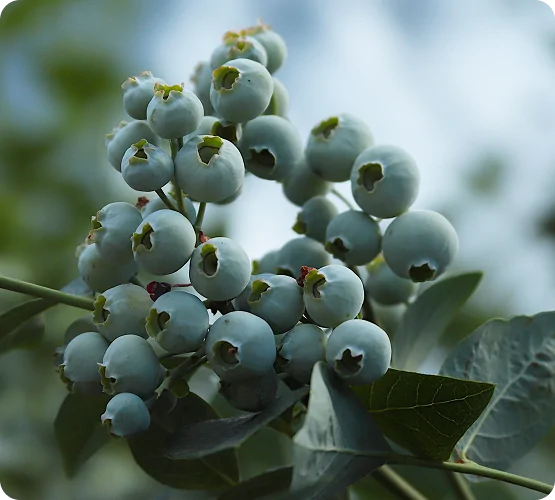 Growing Blueberries