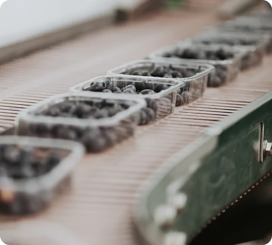 Blueberries Packing