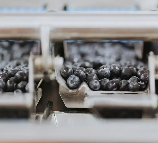 blueberries packing blueberries packing